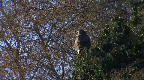 Bird common buzzard looking for a prey landed on a tree Stock Footage 43886425