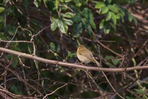 Bird common chiffchaff perched in a branch phylloscopus collybita Stock Photos