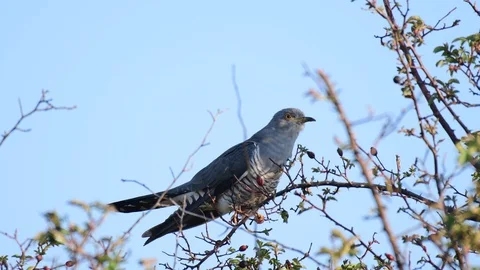 This bird is a common cuckoo, Cuculus canorus, sitting on a bush Stock-Footage 129741929