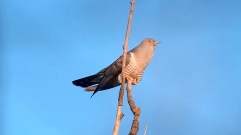 The bird is Common cuckoo Cuculus canorus, the male singing on top of a stick Video stock 129742701