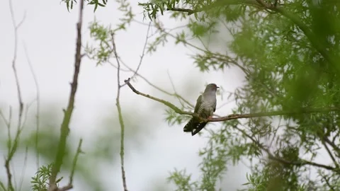 The bird is Common cuckoo Cuculus canorus, sitting on a tree branch Stock Footage 131939043