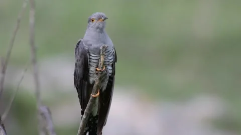 The bird is Common cuckoo Cuculus canorus, the male singing on top of a stick 스톡 동영상 134738528
