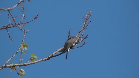 Bird common cuckoo or Cuculus canorus sits on tree and cuckooing. Wild nature Stock Footage 89699092