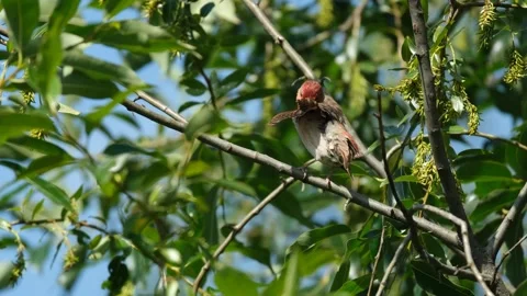 Bird - Common rosefinch Stock Footage 278866567