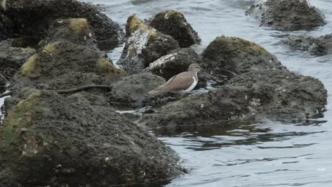Bird - Common sandpiper Video stock 286718918