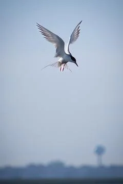 Bird - Common Tern flying Stockfoto's