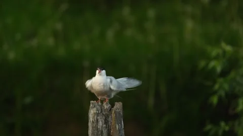 Bird Common tern Video stock 242176852