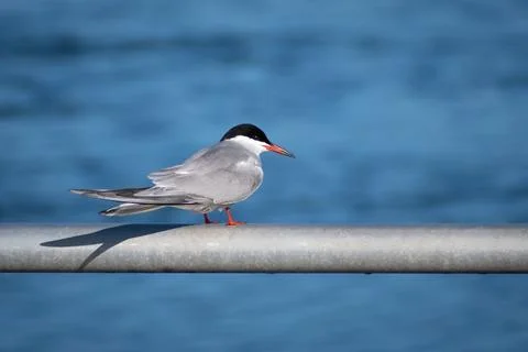 Bird - Common Tern on pole Stock Photos