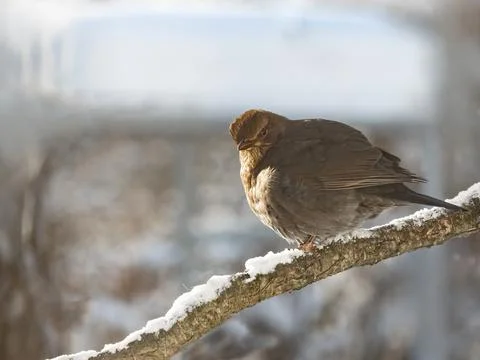 Bird common thrush sitting on a branch Stock Photos