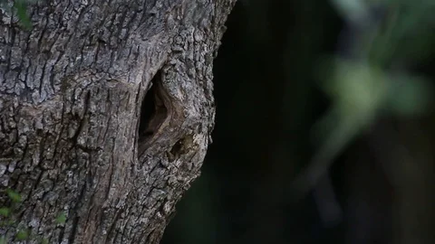 Bird constructing his nest Video stock 130140633