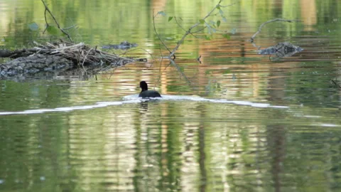 Bird coot 動画素材 90606156