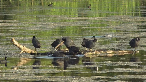 Bird coots common in the marsh Stock Footage 104373795