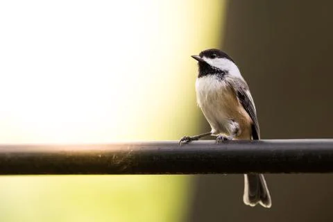 Bird with copy space Stock Photos