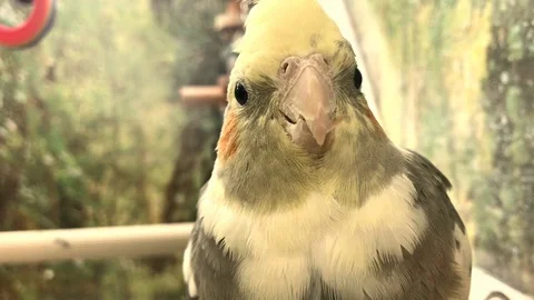 Bird Corella parrot, mobile video Stock Footage 103178998
