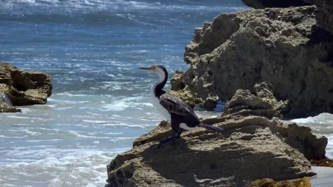 Bird cormorant beak Stock-Footage 269212912