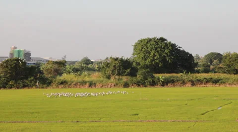 Bird at cornfield rolling clouds, video Stock Footage 45890375