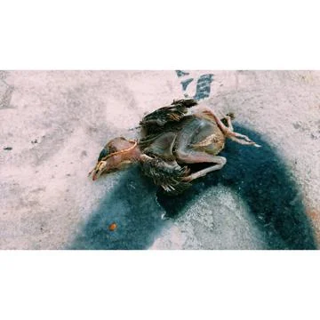 A bird corpse laying down on the floor Stock Photos