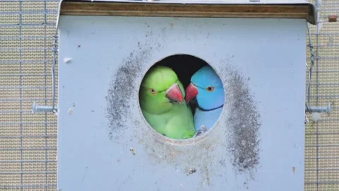 Bird couple in a bird hut 動画素材 339985840
