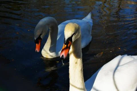 Bird Couple 스톡 사진