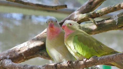 Bird couple on a tree branch 스톡 동영상 340039980