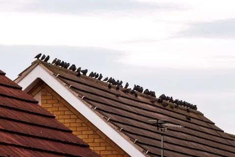 Bird Covered Rooftop Stock Photos