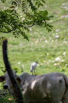 Bird on a cow Stock Photos
