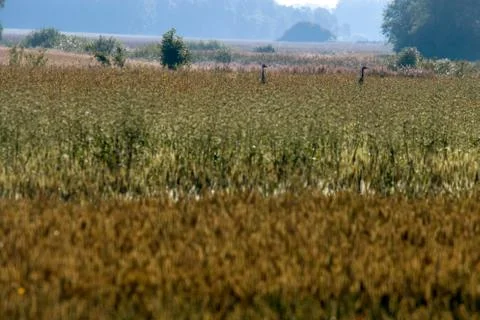 Bird crane in cereal field Stock Photos