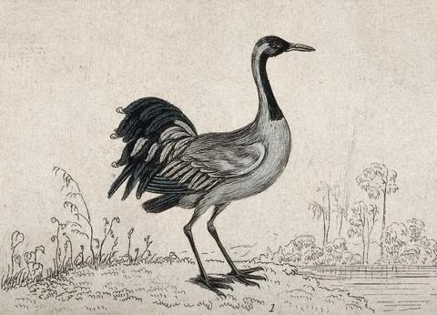 A bird: a crane (Grus communis). Etching. Stock Illustration