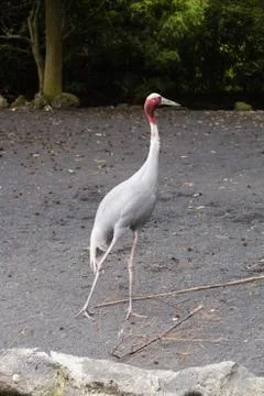 Bird crane Stock Photos