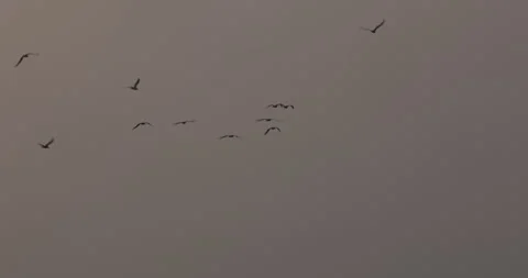 Bird Cranes Flying Stock Footage 320331031