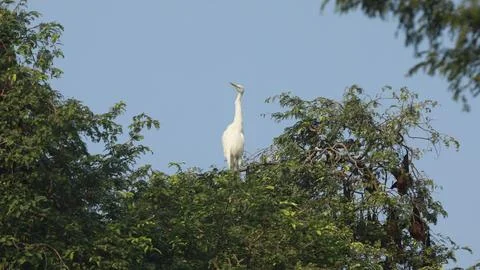 Bird Cranes on the tree Stock Photos