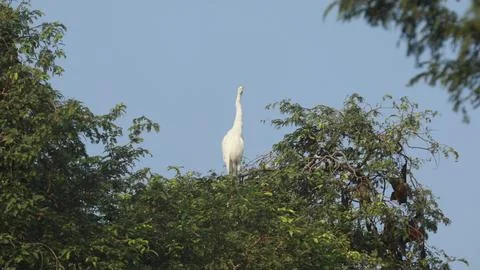 Bird Cranes on the tree Stock Photos