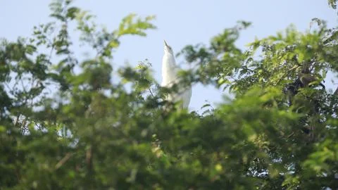 Bird Cranes on the tree Stock Photos