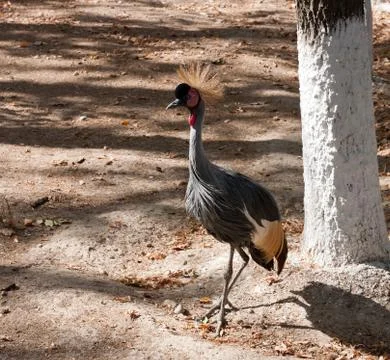 Bird with a crest Stock Photos