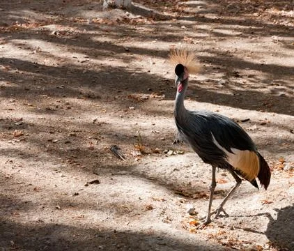 Bird with a crest Stock Photos