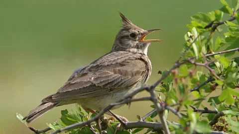 Bird Crested lark singing on a small bush, closeup with audio. Video stock 155273970