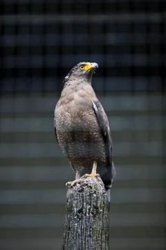 Bird : Crested Serpent Eagle (in cage) Stock Photos