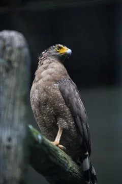 Bird : Crested Serpent Eagle Stock Photos