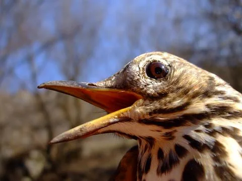 The bird cries for help when threatened by a danger Stock Photos