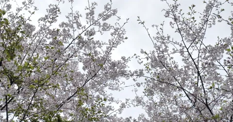 A bird crosses a cherry tree. Stock Footage 147236272
