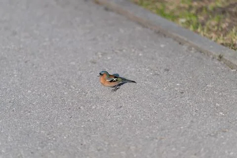 Bird crosses road. Tiny bird walks city pavement. Small songbird moves acro.. Stock Photos