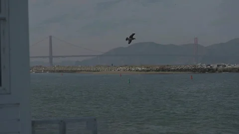 Bird crossing frame with bridge background and ocean foreground, San Francisco Stock Footage 333580749