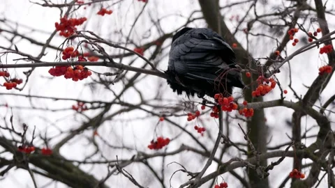 Bird crow sits on a tree in winter cold weather and eat red rowan close-up Stock Footage 236685299