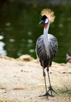Bird of crown crane with crested next to lake in park outdoor. Stock Photos