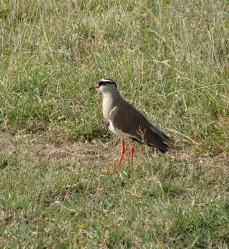 Bird Crowned lapwing Stock Photos