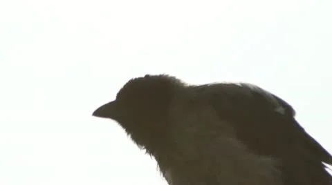 Bird crows Stock Footage 11275098