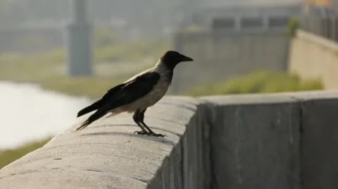 Bird crows Stock Footage 11275099