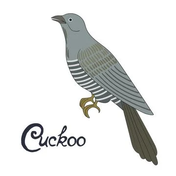 Bird cuckoo vector illustration Stock Illustration