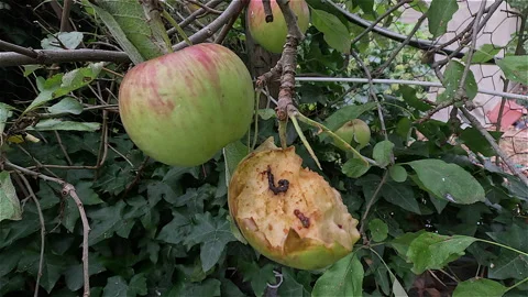 Bird Damage , Wasp Visits Bird Damaged Apple in the garden Video stock 333188724