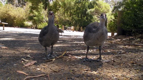 Bird Dance Stock Footage 5186658